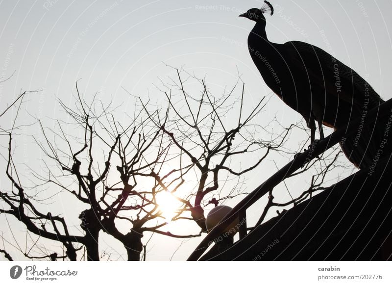 Evening sun Animal Bird Zoo Hope Nature Exterior shot Copy Space top Light Shadow Peacock Tree Leafless Sun Twilight