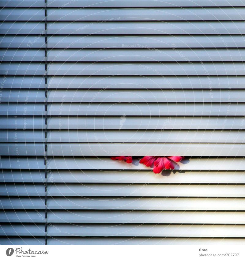 headlock Flower Venetian blinds Exterior shot White Disk Slat blinds Closed Clamp Shadow Parallel Horizontal drawstring Slit Window Assertiveness