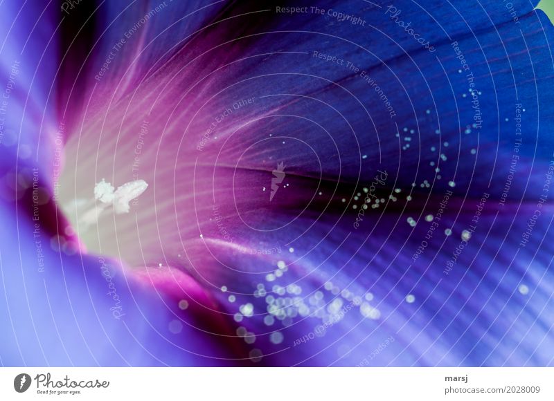 pollen distribution Nature Plant Spring Flower Blossom Pollen Pistil Morning glory Blossoming Illuminate Dark Elegant Natural Blue Multicoloured Spring fever