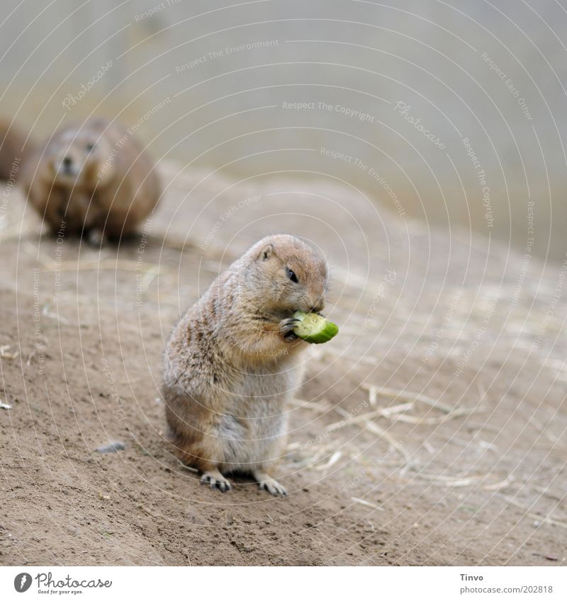 And every day the groundhog eats... Wild animal 2 Animal To hold on To feed Crouch Marmot Rodent Slices of cucumber Hill Nutrition Pelt Cute Small Claw