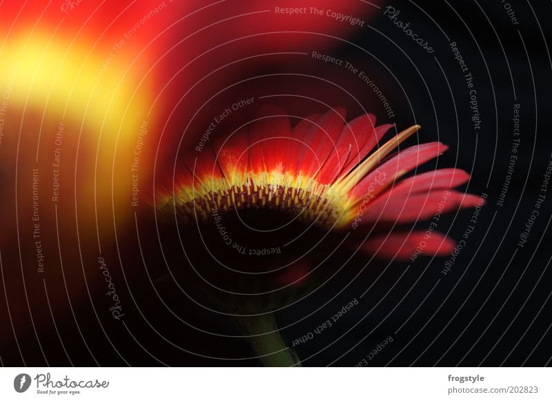 gerbera Plant Fire Flower Blossom Exotic Gerbera Blossoming Fragrance Illuminate Esthetic Fresh Yellow Red Black Colour photo Interior shot Close-up Deserted