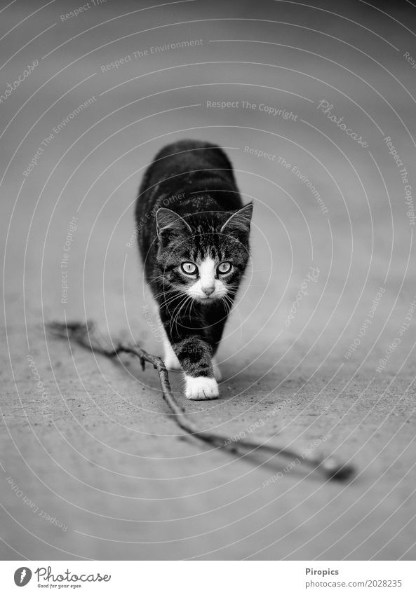 Catwalk b/w Animal Pet 1 Baby animal Animal tracks Observe Hunting Brash Smart Eroticism Wild Black White Willpower Brave Love of animals Resolve Feminine