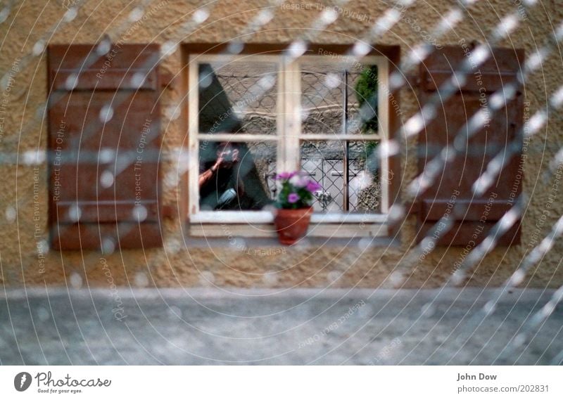 Overlooked Zaungast Flower Pot plant House (Residential Structure) Window Brown Watchfulness Shutter Lattice window Take a photo Fence Neighbor Net Mirror image