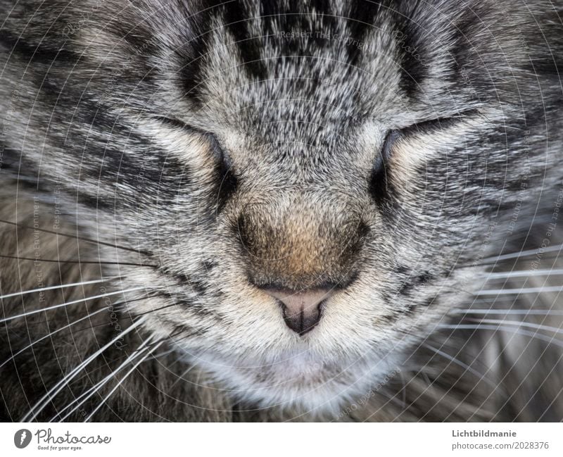 cat dream Animal Pet Cat Animal face Pelt Cat eyes Nose Eyes Whisker Tabby cat Tiger skin pattern cat's nose Head Cat's head Relaxation Sleep Dream Friendliness