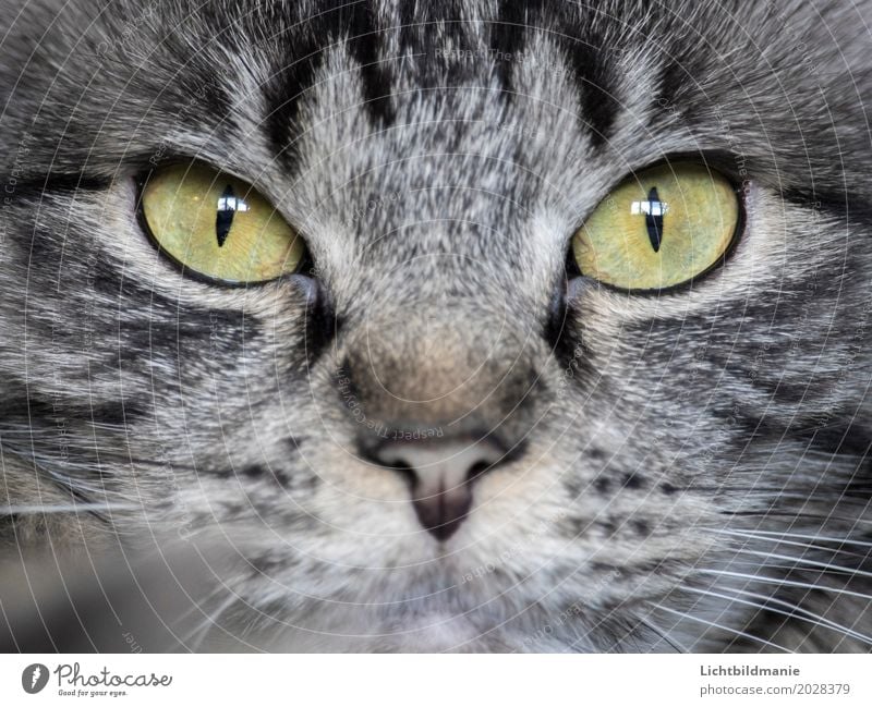 in sight Animal Pet Cat Animal face Pelt Norwegian Forest Cat Cat eyes Eyes Nose Tabby cat Tiger skin pattern Whisker Observe Esthetic Beautiful Smart Gray