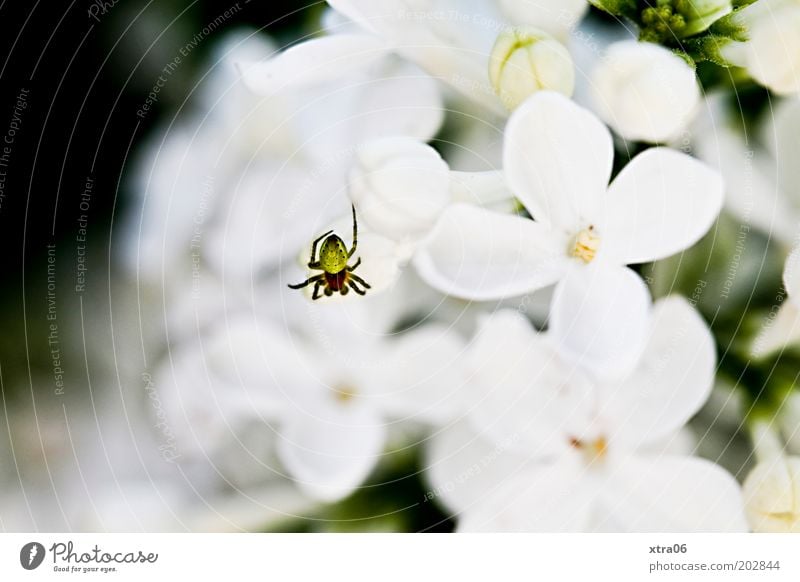 small spider Plant Authentic Spider Lilac Blossom White Colour photo Exterior shot Close-up Macro (Extreme close-up) Blossom leave Flowering plants