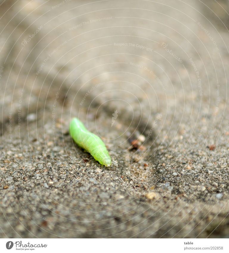 caterpillar insatiable Environment Animal Street Wild animal 1 Stone Small Natural Gray Green Movement Caterpillar Crawl Colour photo Subdued colour