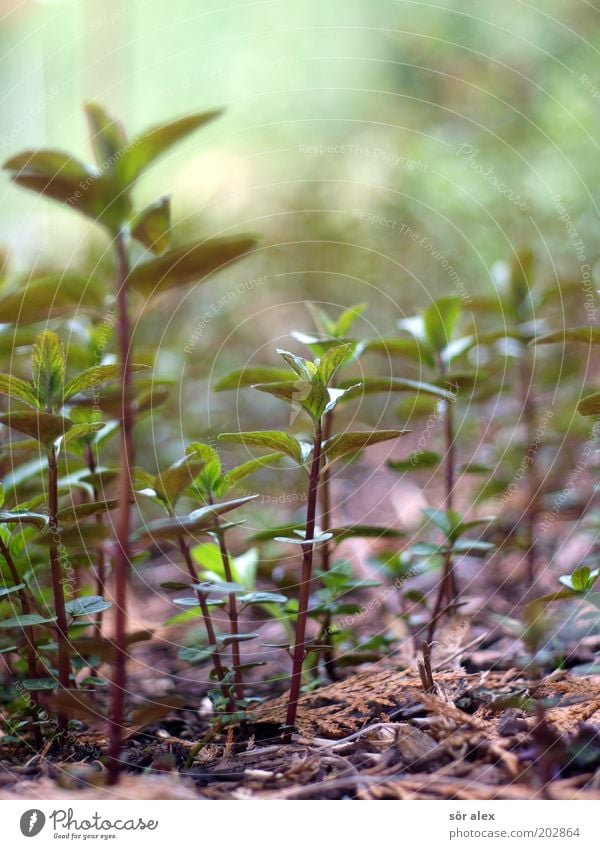 peppermint Plant Leaf Foliage plant Agricultural crop Mint Mint leaf Fragrance Growth Fresh Healthy Green Organic produce Refreshment Medicinal plant Nutrition