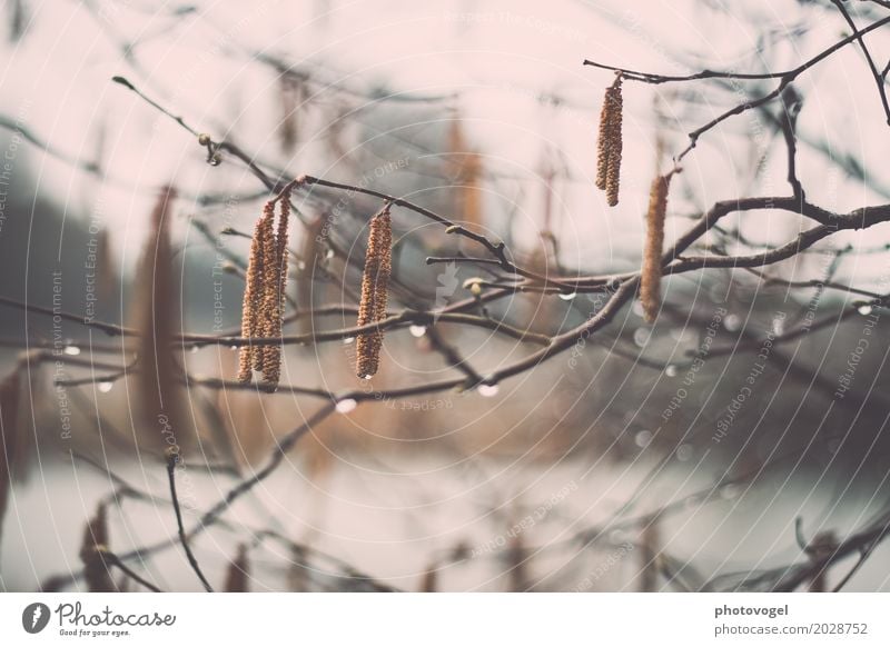 hang out Environment Nature Plant Water Autumn Bad weather Rain Bushes Wet Natural Brown Gray Green Drop Branch Cold Colour photo Exterior shot Close-up Detail