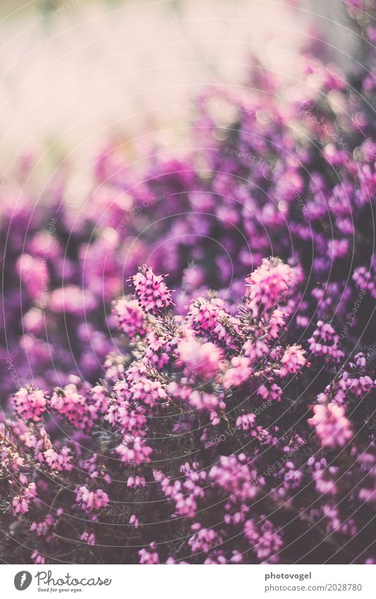 Heather II Nature Plant Beautiful weather Bushes Heathland Meadow Blossoming Illuminate Growth Glittering Happy Green Violet Joy Happiness Contentment Together