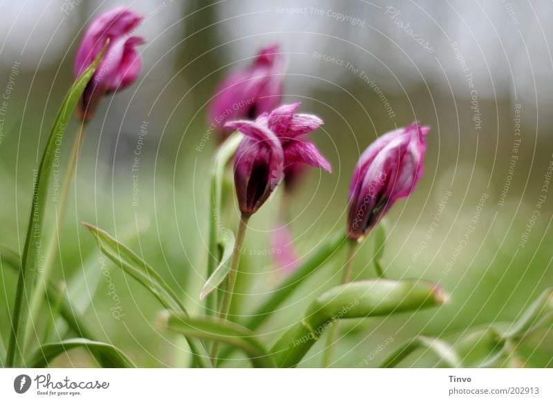 cocks Nature Plant Spring Flower Park Blossoming Fresh Green Pink Chaos Growth Change Colour photo Deserted Copy Space right