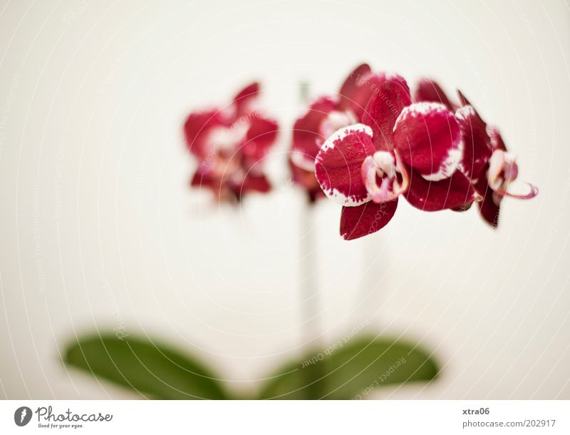 phalaenopsis Plant Orchid Blossom Pot plant Exotic Esthetic Elegant Colour photo Interior shot Copy Space left Neutral Background Shallow depth of field Pink