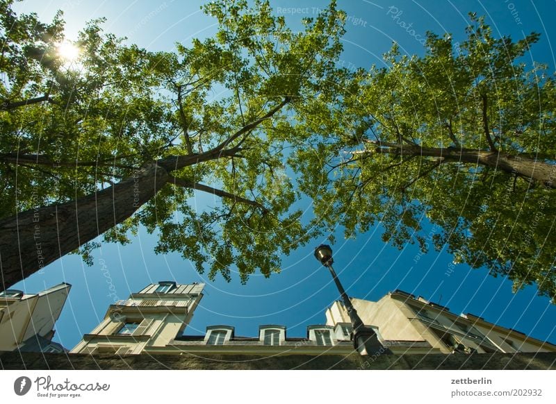 Seine banks Paris France Jetty Mole House (Residential Structure) Facade Front side Glazed facade Sun Sunbeam Sky Beautiful weather Cloudless sky Tree