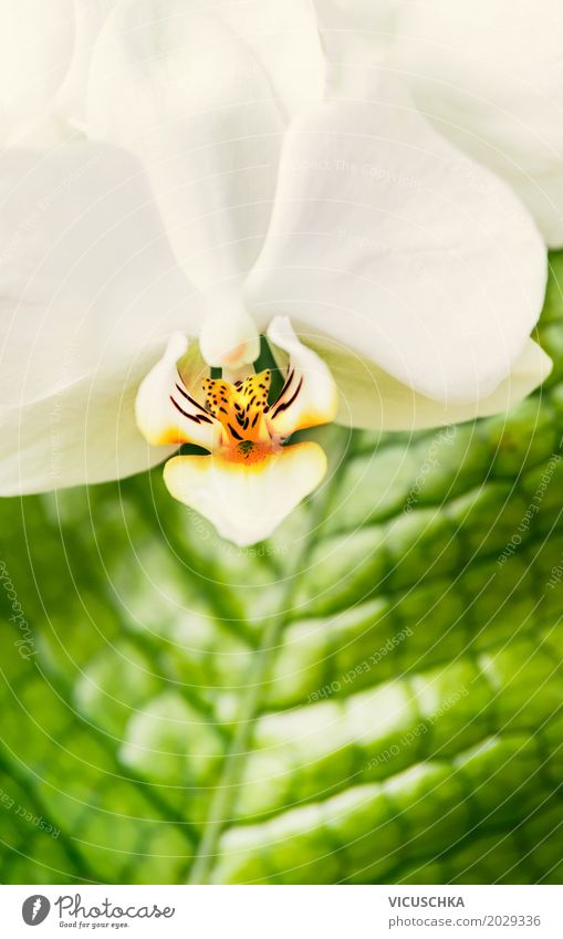 Close-up of white orchid Elegant Design Wellness Spa Leisure and hobbies Nature Plant Summer Flower Orchid Blossoming Yellow Style White Green Leaf Houseplant