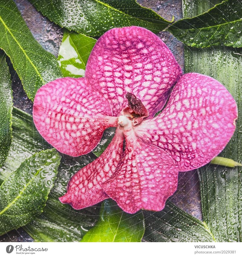 Close-up of pink orchid flower Elegant Design Summer Nature Plant Flower Orchid Leaf Blossom Pink Style Orchid blossom Tropical Beautiful Colour photo Detail