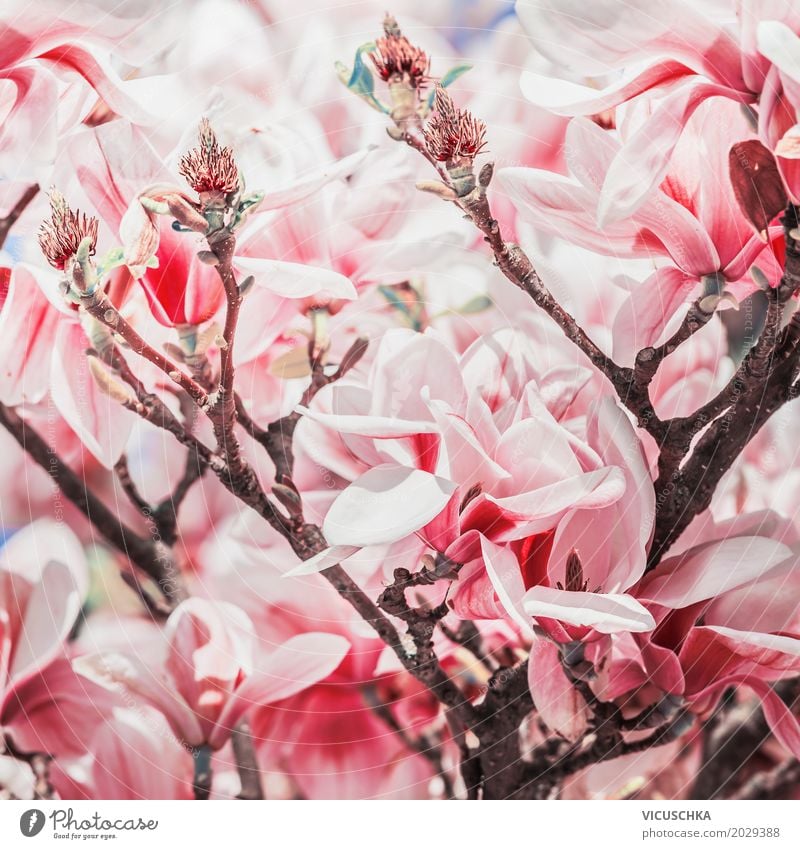 Red magnolia blossom on magnolia tree Design Garden Nature Plant Spring Bad weather Tree Flower Bushes Leaf Blossom Park Blossoming Pink Magnolia plants