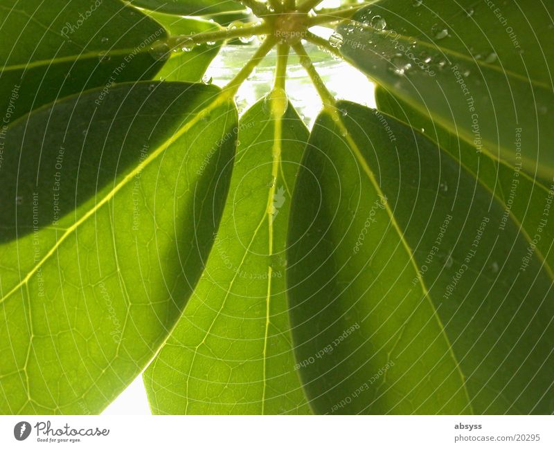 green fan Plant Leaf Green Colour Guide Drops of water Nature Detail Macro (Extreme close-up)