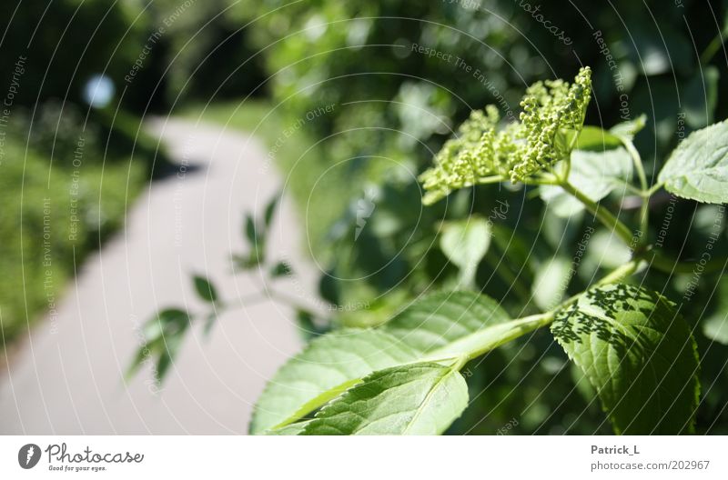 On the side of the road Environment Nature Plant Wild plant Climate Complex Green Shadow Leaf Lanes & trails Sunlight Colour photo Exterior shot Day Blur Branch