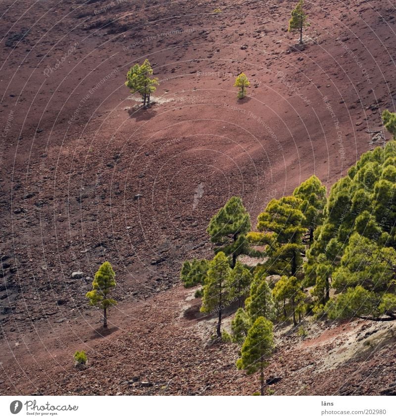 in part Environment Nature Landscape Elements Earth Volcano Exceptional La Palma Canaries Tree Pine Isolated Colour photo Exterior shot Deserted