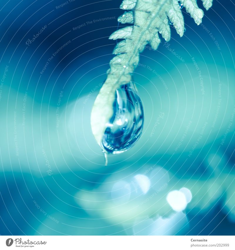 Tear of Moondust Nature Plant Drops of water Sunlight Summer Beautiful weather Rain Fern Esthetic Exceptional Fresh Bright Uniqueness Original Blue Green