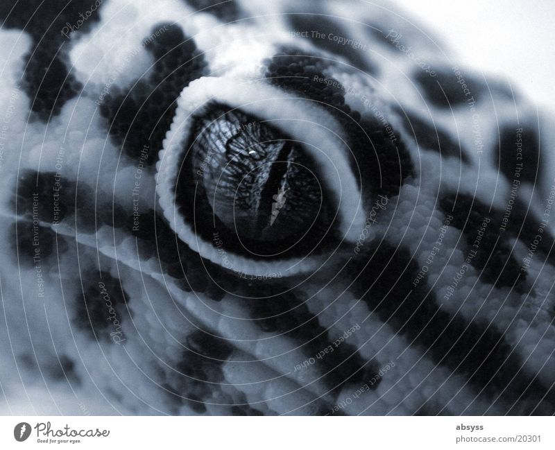 dragon's eye Animal Reptiles Monochrome Dragon Iris Macro (Extreme close-up) Close-up Eyes Looking into the camera