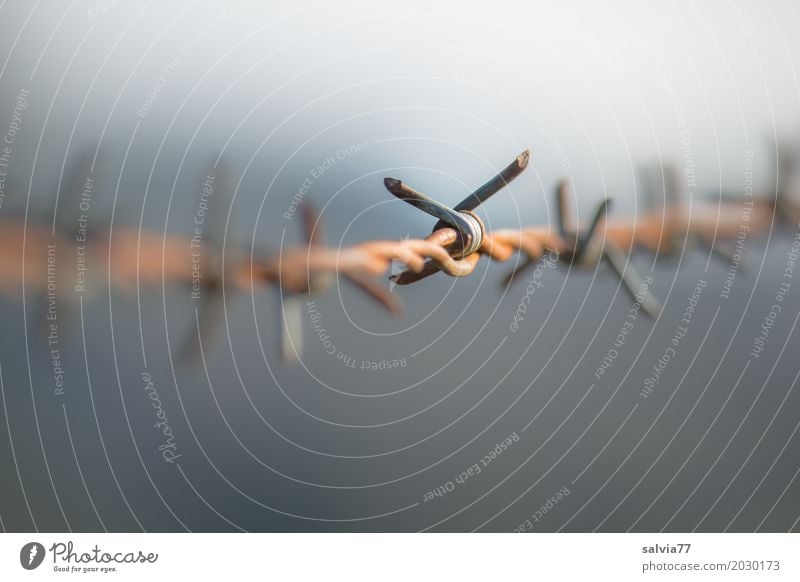 prickly Steel Rust Border Threat Thorny Brown Gray Bizarre Pain Divide Restrict Fence Point Risk Symbols and metaphors Contrast Line Tilt Colour photo