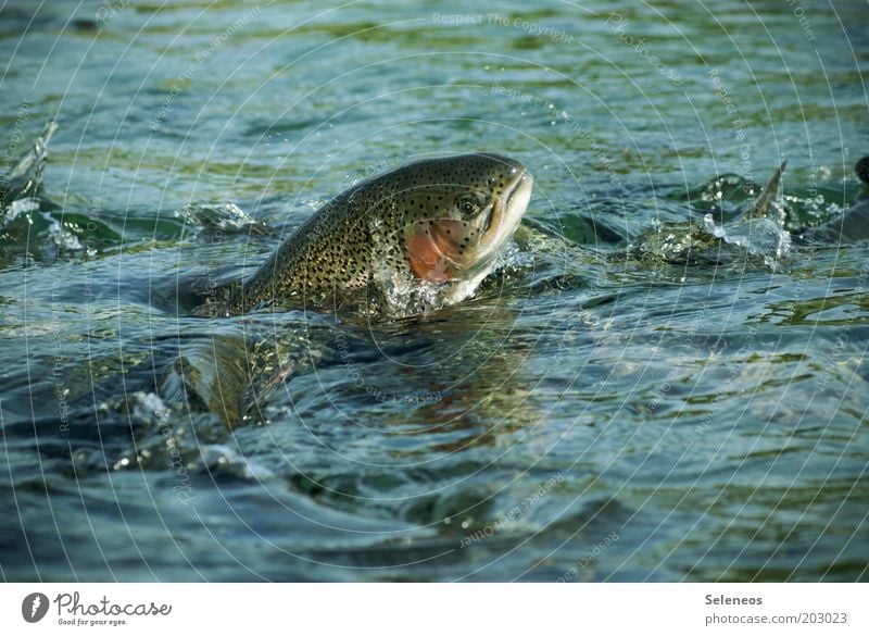 butter with the fishes Food Fish Nutrition Organic produce Fishing (Angle) Environment Nature Animal Water Drops of water Beautiful weather Waves Wild animal