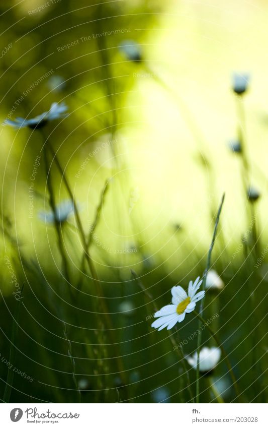 She loves me, she loves me not... Nature Plant Spring Summer Beautiful weather Warmth Flower Grass Blossom Foliage plant Marguerite Blossoming Yellow Green