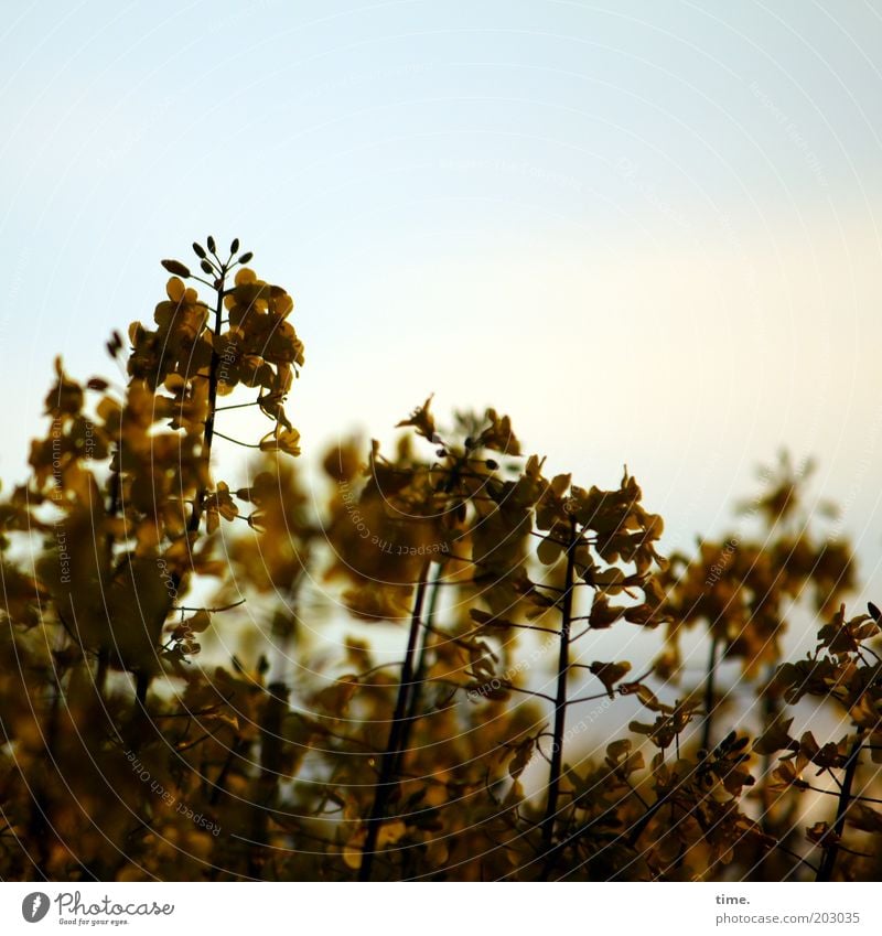 Dancing at dusk Plant Agricultural crop Field Many Brown Yellow Gold Canola Canola field Dusk Muddled Multicoloured Exterior shot Evening Twilight Colour