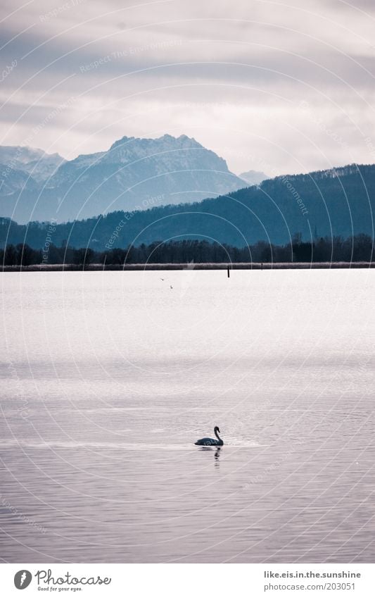 Swan(en)see - kitsch olé Elegant Water Sky Sunlight Winter Beautiful weather Alps Mountain Peak Snowcapped peak Coast Lakeside Duck Bird Glittering Esthetic