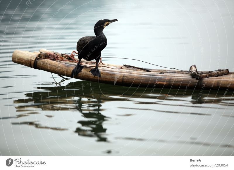 cormorant Nature Animal Water Lake Brook River Bamboo stick Bamboo boat Farm animal Bird Cormorant 1 Sit Wait Colour photo Exterior shot Deserted