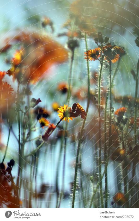 Flower orange Nature Plant Summer Beautiful weather Garden Bright Natural Blue Multicoloured Blossom Flower stem Orange Colour photo Exterior shot Deserted Day