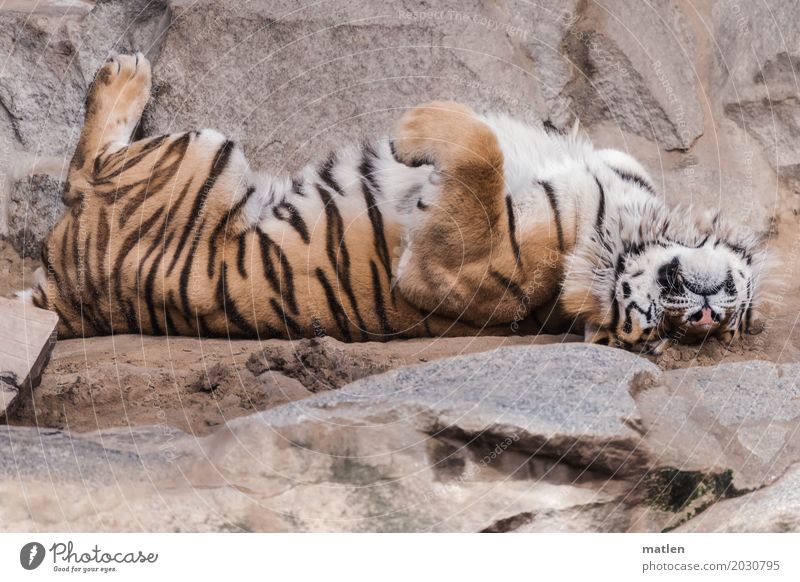 Total Relax Animal Animal face Pelt Paw 1 Sleep Dream Brown Gray Tiger Relaxation bedside rug Colour photo Exterior shot Close-up Deserted Copy Space left