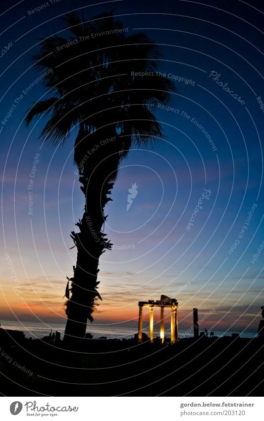 dark palm Tourism Far-off places Sky Sunrise Sunset Summer Ocean Tourist Attraction Exotic Blue Black Colour photo Exterior shot Deserted Evening Twilight