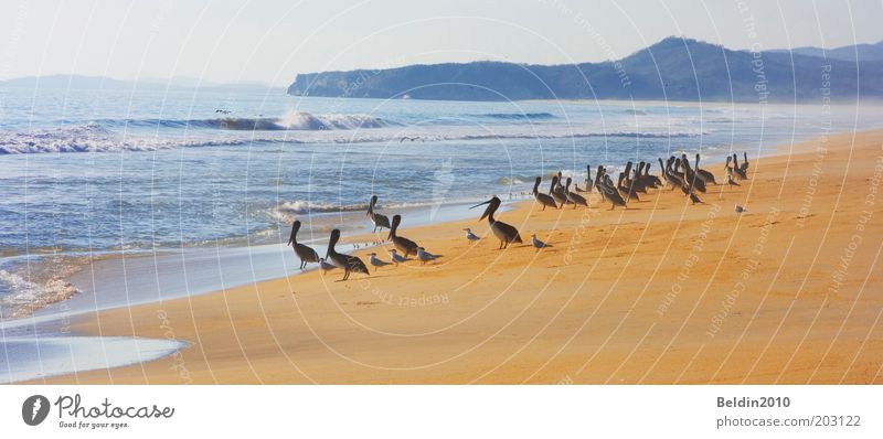 beach boys Freedom Beach Ocean Environment Nature Sand Air Water Sky Horizon Sun Summer Climate Beautiful weather Warmth Waves Coast Pacific beach Pacific Ocean