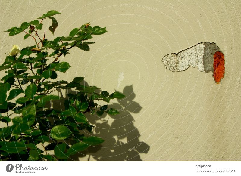 Little Piepmatz watering the flowers Plant Bushes Wall (barrier) Wall (building) Stone Yellow Penis Urinate Colour photo Exterior shot Deserted Copy Space right