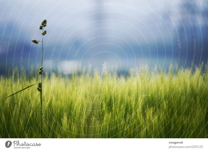 At the edge of the field Environment Nature Landscape Plant Sky Horizon Spring Summer Beautiful weather Grass Foliage plant Agricultural crop Wild plant Field