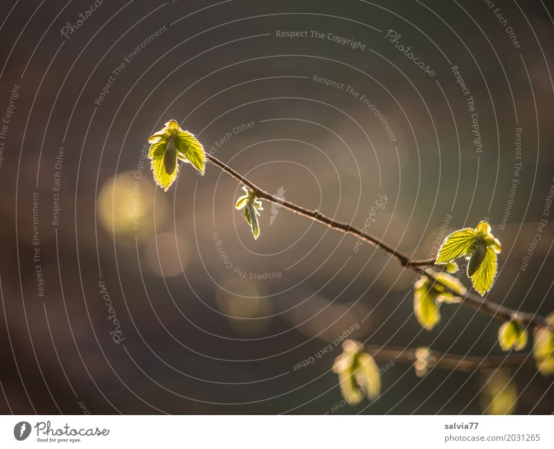 spring light Environment Nature Spring Beautiful weather Plant Tree Leaf Twigs and branches Beech leaf Park Forest Growth Fresh Warmth Soft Brown Green