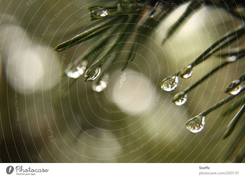 Pine needles in the May rain raindrops Fir needle Drop drop picture Spring rain Rain fir needles Fir branch green-grey Dark green rain atmosphere Drops of water