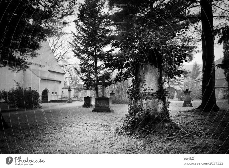 last rest Environment Nature Beautiful weather Plant Tree Grass Bushes Wild plant Ivy Cemetery Church Growth Belief Humble Sadness Concern Grief Death Longing