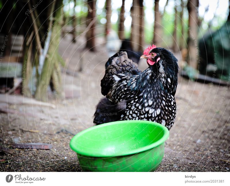 Breakfast ? Agriculture Forestry Garden Farm animal Barn fowl 1 Animal Bowl Feeding area Plastic Observe Looking Authentic Free Curiosity Positive Feminine