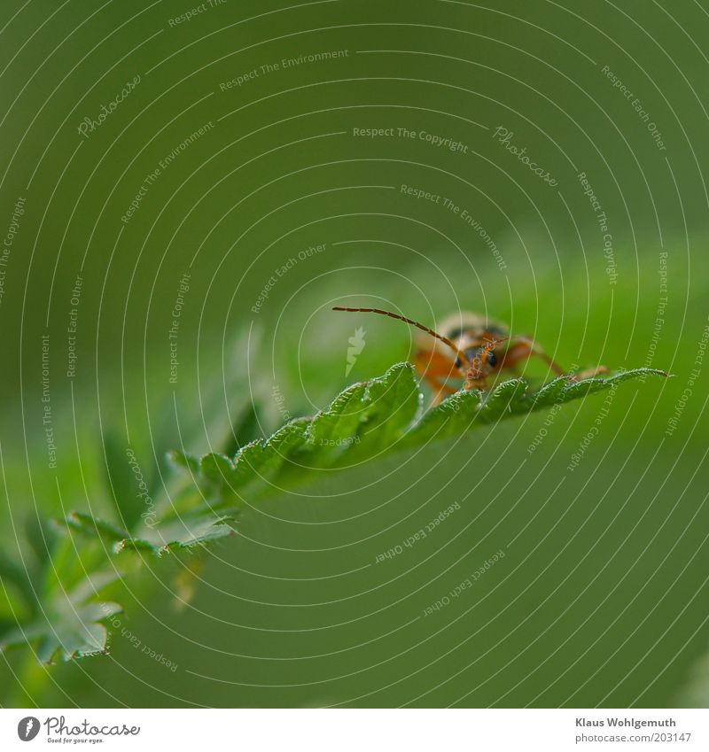 Beetle sitting on the top of a rainfanr leaf Summer Plant Leaf Wild plant Poison hemlock Animal 1 Observe Wait Brown Green Violet Red Black Feeler Compound eye