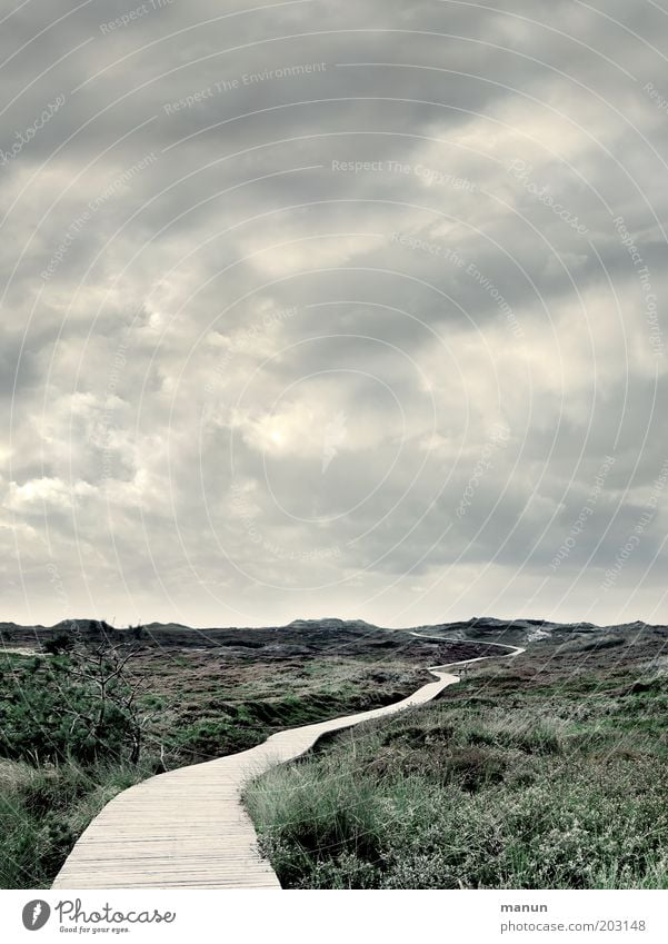 Come on, let's go to Panama! Freedom Nature Landscape Clouds Weather Wind Grass Bushes Moss Wild plant North Sea Island Amrum Dune Marram grass Footbridge Cold