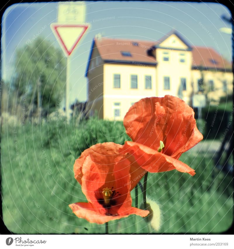 roadside Plant Flower Wild plant House (Residential Structure) Red Moody Desire Attachment Poppy blossom Corn poppy Yield sign Cycle path Signs and labeling