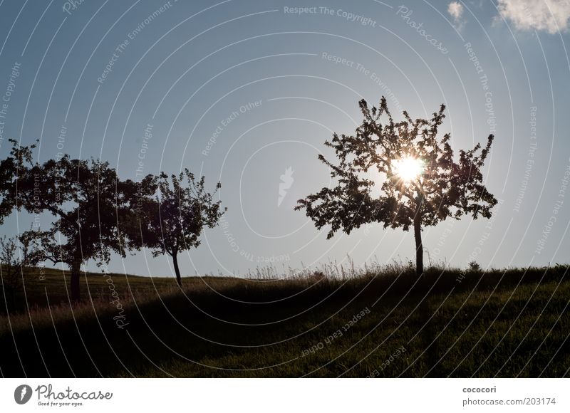 sun tree Nature Landscape Plant Sky Clouds Sun Sunlight Summer Beautiful weather Tree Grass Meadow Hill Natural Warmth Blue Wanderlust Colour photo