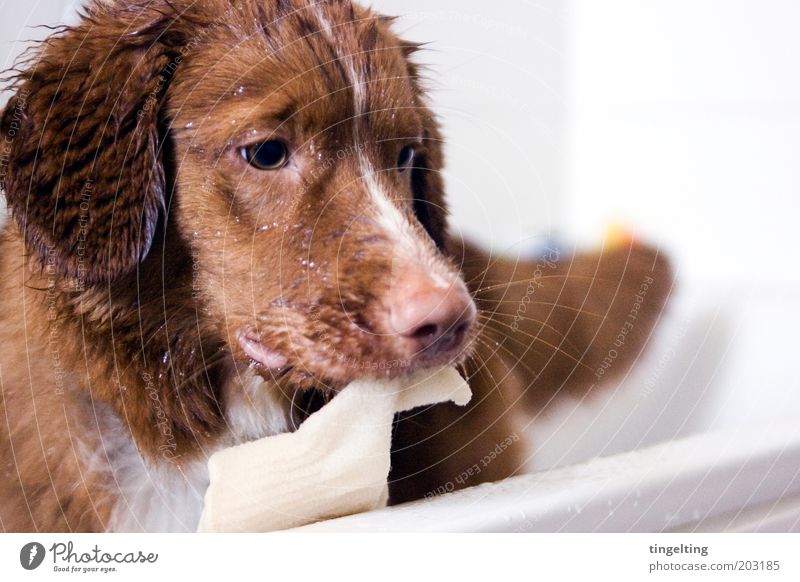 ...and now a peeling, please! Swimming & Bathing Animal Pet Dog 1 Cleaning Wet Brown Red White Bathtub Pelt Snout Colour photo Interior shot Copy Space right