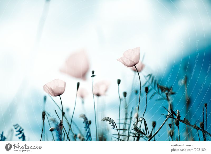 poppies Environment Nature Plant Sky Clouds Sun Spring Summer Flower Blossom Wild plant Poppy field Poppy blossom Meadow Field Esthetic Bright Colour photo