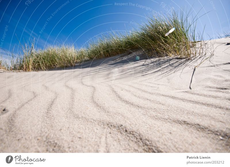 as the land, ... Environment Nature Plant Sand Air Sky Cloudless sky Sun Summer Weather Beautiful weather Coast Beach Ocean Island Spiekeroog marram grass Blue