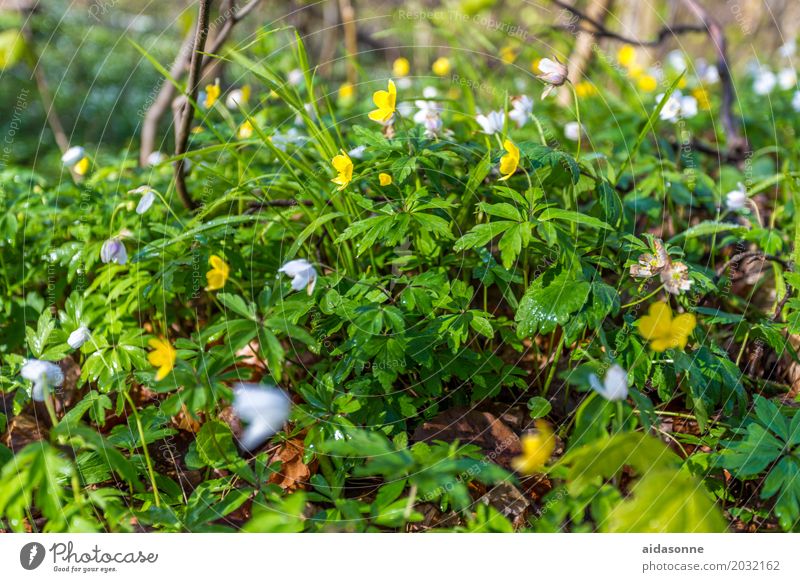 spring Plant Spring Beautiful weather Flower Forest Emotions Contentment Joie de vivre (Vitality) Spring fever Serene Patient Calm Spring snowflake