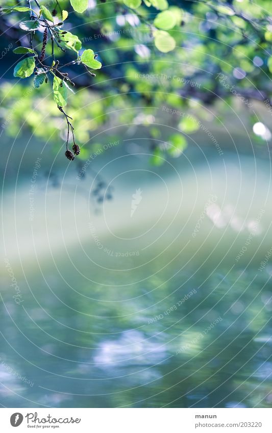 gleaming light Calm Nature Spring Summer Wild plant Park Glittering Illuminate Esthetic Bright Blue Elegant Turquoise Close-up Copy Space bottom Reflection